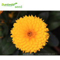 Asian garden indoesnisa Potmarigold calendula seeds flower seeds for growing